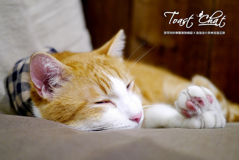 【台北】Toast Chat ~ 身為貓奴們一定會喜歡的超療癒喵星人咖啡餐館 / WIFI / 有插座 / 不限時 / 內附菜單