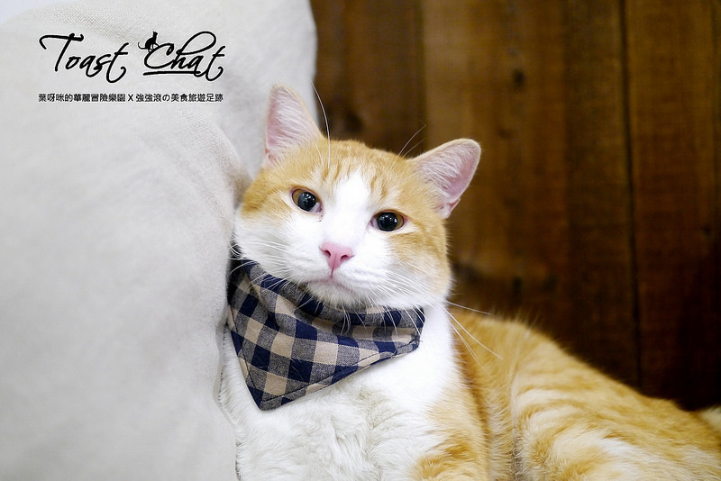 【台北】Toast Chat ~ 身為貓奴們一定會喜歡的超療癒喵星人咖啡餐館 / WIFI / 有插座 / 不限時 / 內附菜單