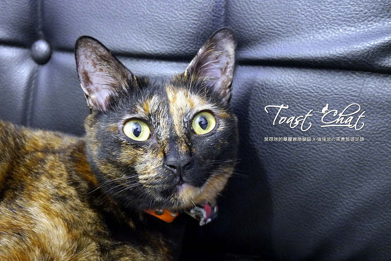 【台北】Toast Chat ~ 身為貓奴們一定會喜歡的超療癒喵星人咖啡餐館 / WIFI / 有插座 / 不限時 / 內附菜單