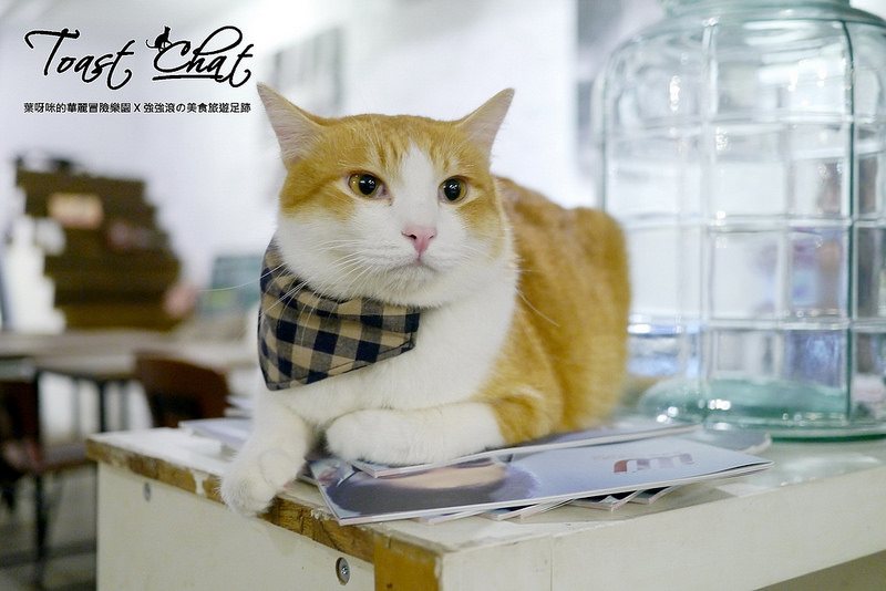 【台北】Toast Chat ~ 身為貓奴們一定會喜歡的超療癒喵星人咖啡餐館 / WIFI / 有插座 / 不限時 / 內附菜單