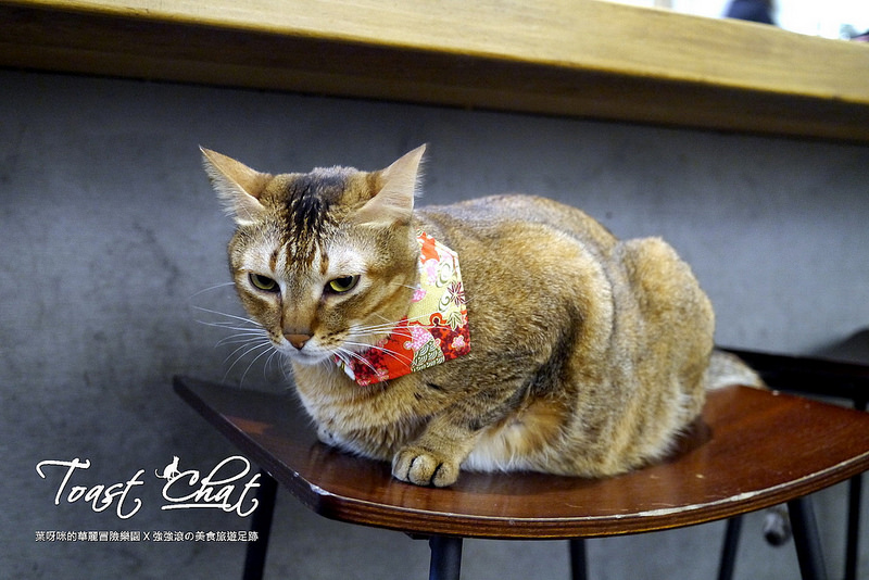 【台北】Toast Chat ~ 身為貓奴們一定會喜歡的超療癒喵星人咖啡餐館 / WIFI / 有插座 / 不限時 / 內附菜單