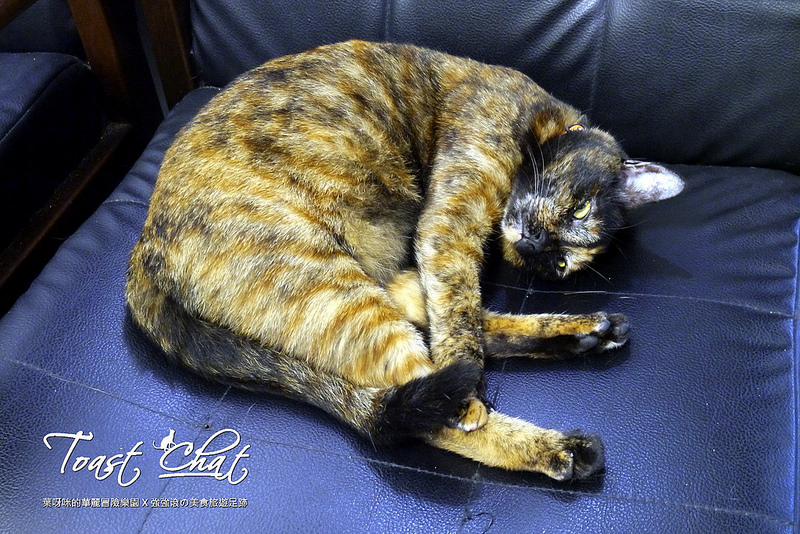 【台北】Toast Chat ~ 身為貓奴們一定會喜歡的超療癒喵星人咖啡餐館 / WIFI / 有插座 / 不限時 / 內附菜單