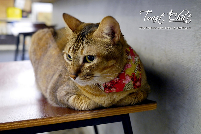 【台北】Toast Chat ~ 身為貓奴們一定會喜歡的超療癒喵星人咖啡餐館 / WIFI / 有插座 / 不限時 / 內附菜單