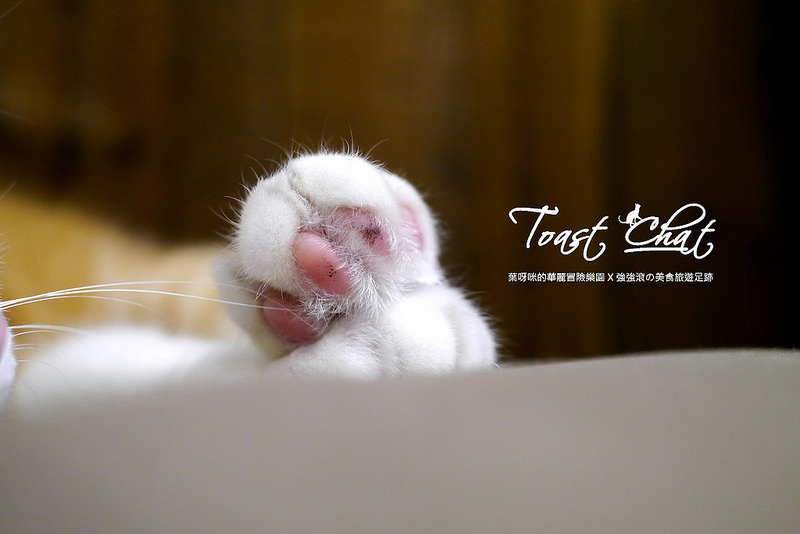 【台北】Toast Chat ~ 身為貓奴們一定會喜歡的超療癒喵星人咖啡餐館 / WIFI / 有插座 / 不限時 / 內附菜單