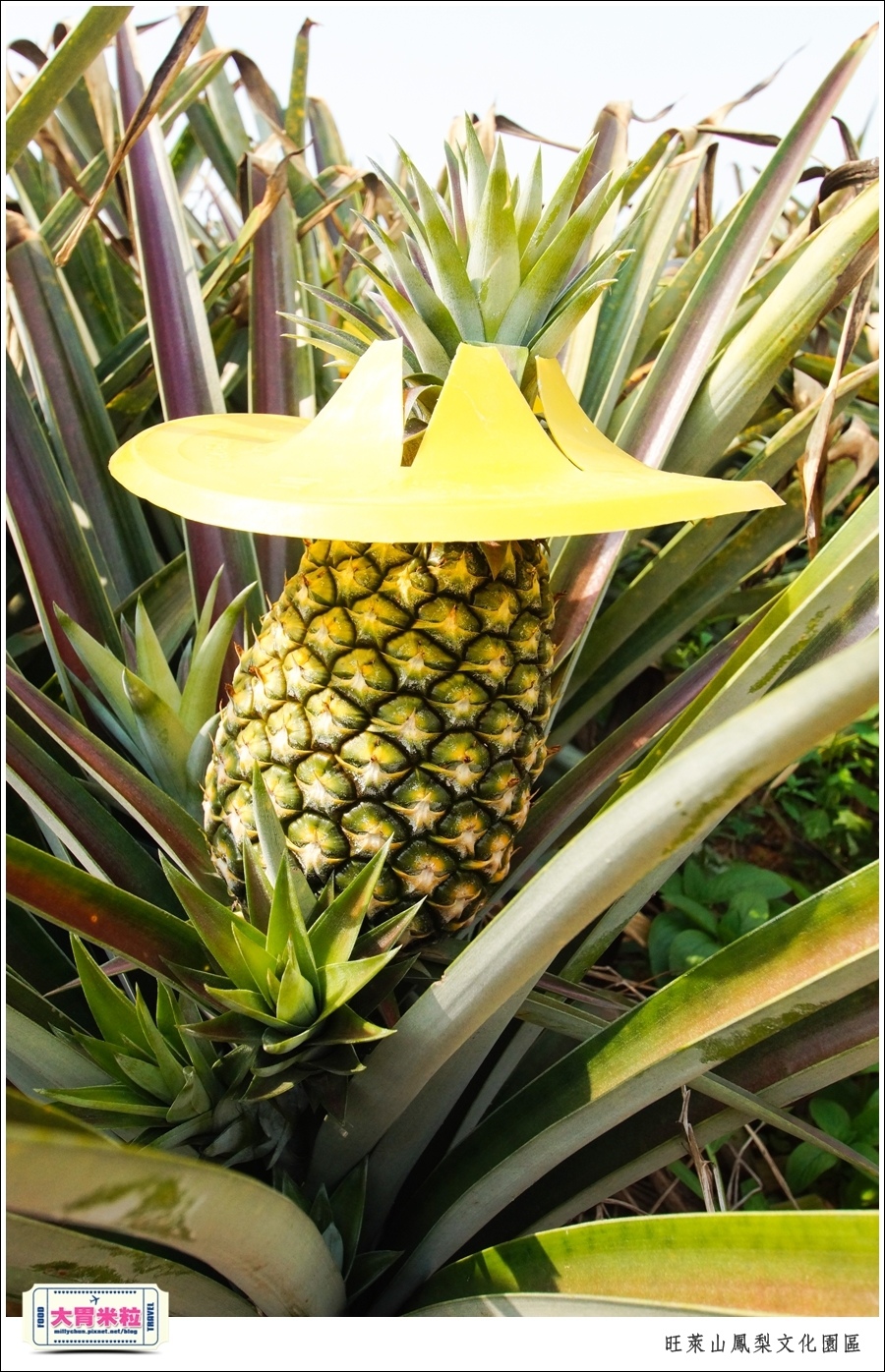 嘉義民雄旺萊山鳳梨酥文化園區@嘉義民雄必玩景點推薦@大胃米粒0061.jpg