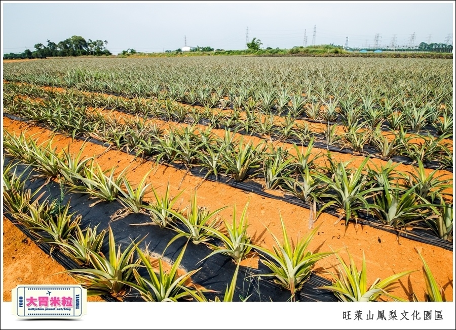 嘉義民雄旺萊山鳳梨酥文化園區@嘉義民雄必玩景點推薦@大胃米粒0059.jpg
