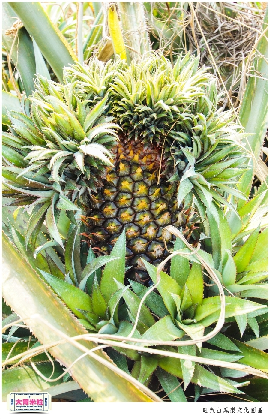 嘉義民雄旺萊山鳳梨酥文化園區@嘉義民雄必玩景點推薦@大胃米粒0066.jpg
