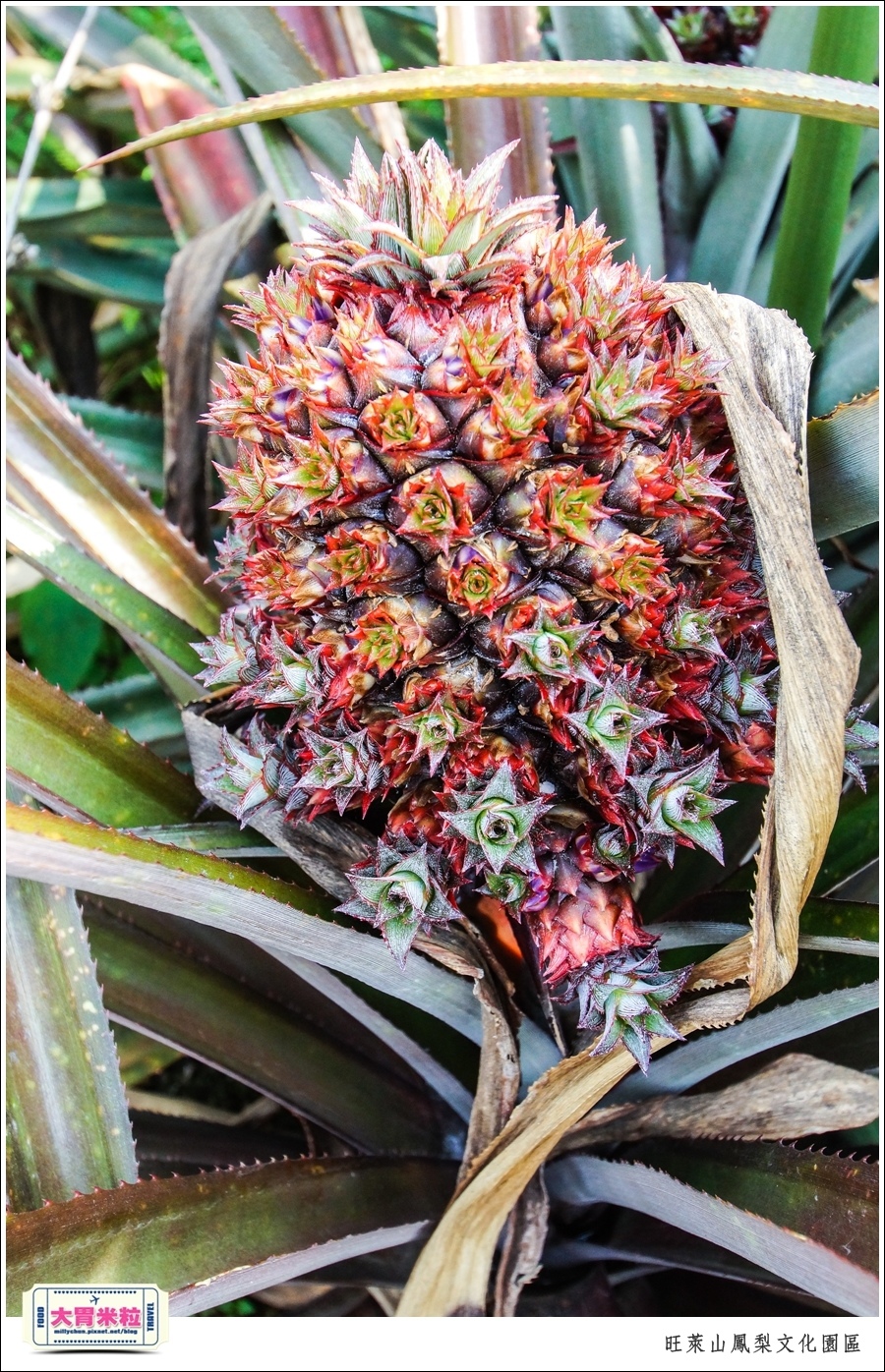 嘉義民雄旺萊山鳳梨酥文化園區@嘉義民雄必玩景點推薦@大胃米粒0065.jpg