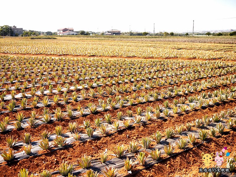 【神秘客初體驗】民雄旺萊山鳳梨文化園