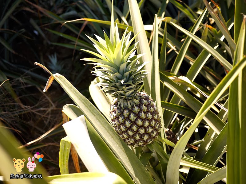 【神秘客初體驗】民雄旺萊山鳳梨文化園