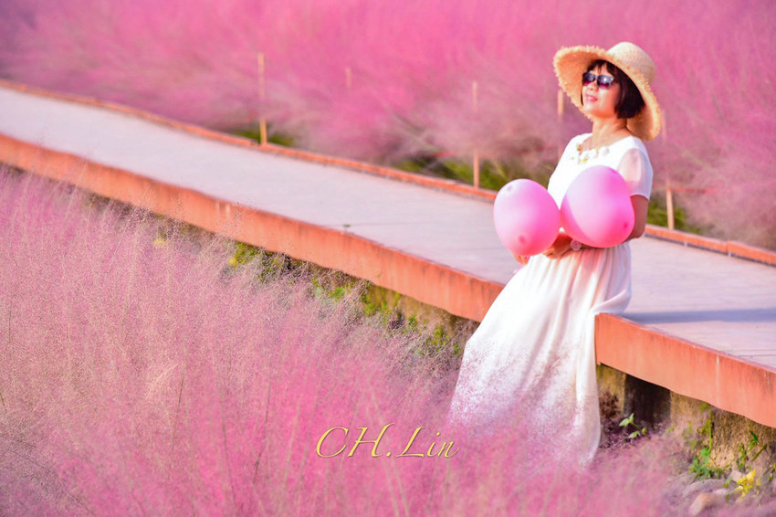 集集粉黛亂子草_200926_7