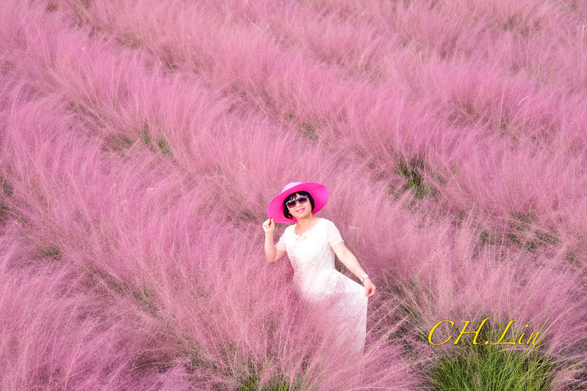 集集粉黛亂子草_200926_2