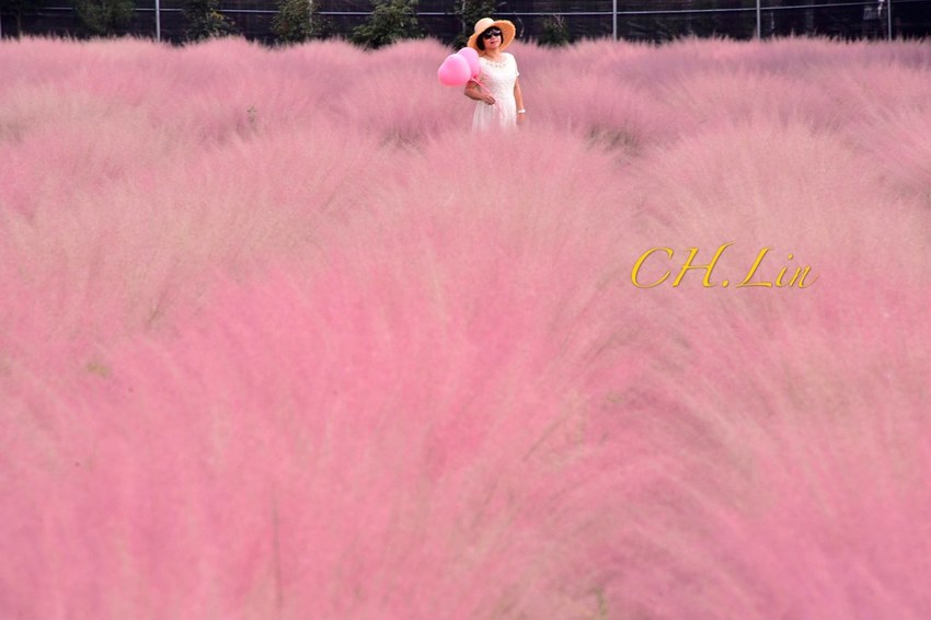 集集粉黛亂子草_200926_4