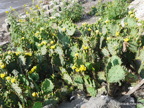 乳牛彩繪村:【景點】彰化Fubow Wetland 福寶濕地-教育生態園區&乳牛彩繪村@福興福寶村 : 海賊王山寨風彩繪, 記得做好防曬喔… 乳牛彩繪村:【景點】彰化Fubow Wetland 福寶濕地-教育生態園區&乳牛彩繪村@福興福寶村 : 海賊王山寨風彩繪, 記得做好防曬喔…