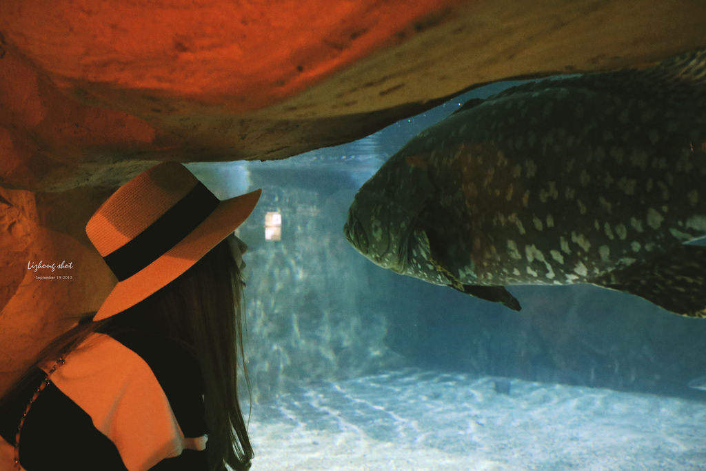 野柳海洋世界散步 野柳海洋世界散步