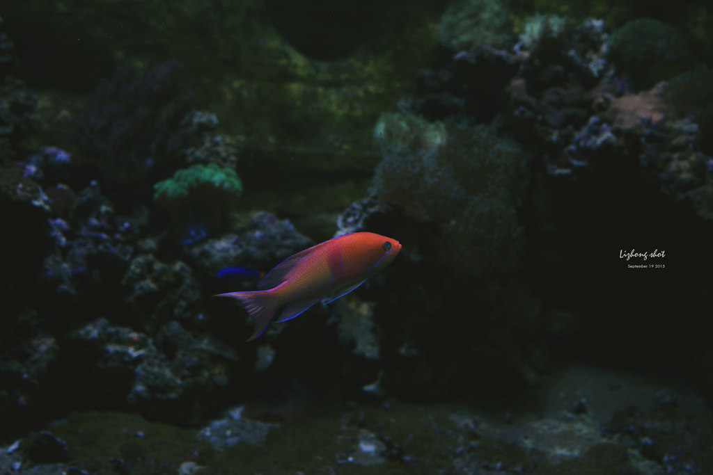 野柳海洋世界散步 野柳海洋世界散步