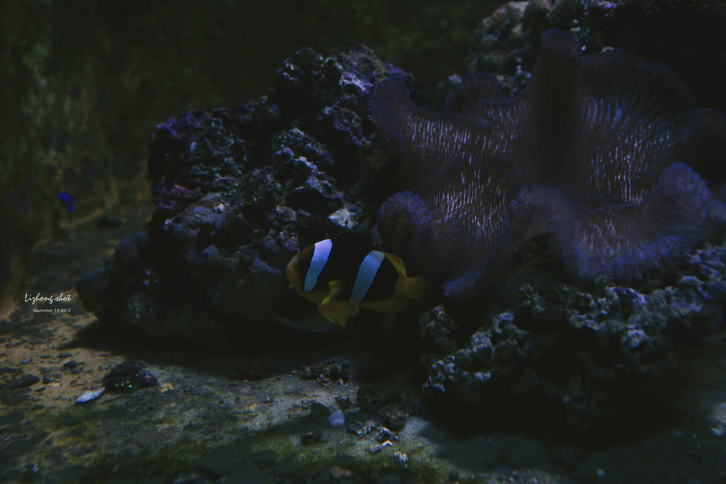 野柳海洋世界散步 野柳海洋世界散步