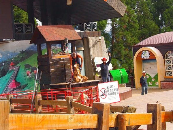 好雞婆土雞城：【食記】【景點】南投好雞婆土雞城&聚彩園休閒山莊@仁愛清境農場 : 與鳳凰共眠~清境山城兩天一夜小旅行! 擺夷料理好吃耶^^