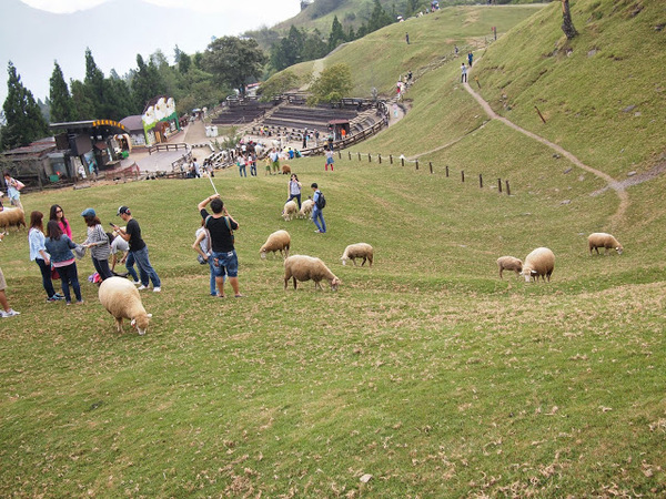 好雞婆土雞城：【食記】【景點】南投好雞婆土雞城&聚彩園休閒山莊@仁愛清境農場 : 與鳳凰共眠~清境山城兩天一夜小旅行! 擺夷料理好吃耶^^