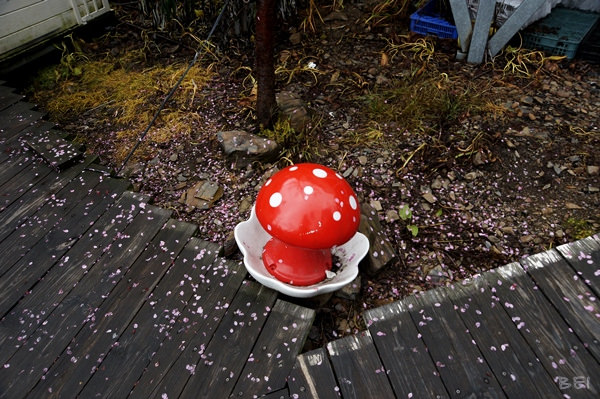 【南投清境美食】博望新村的好雞婆土雞城∞包廂叫雞別想歪