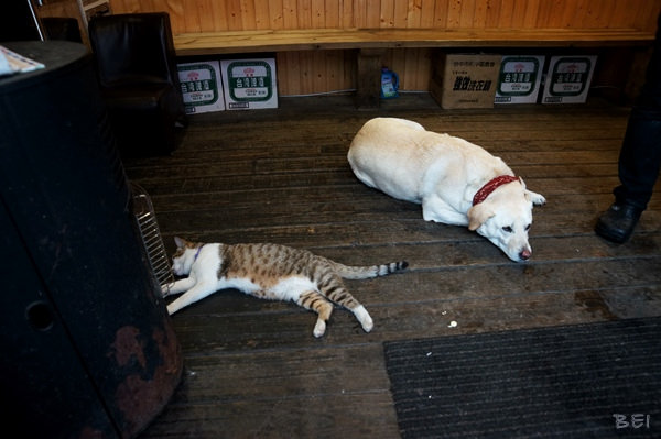 【南投清境美食】博望新村的好雞婆土雞城∞包廂叫雞別想歪