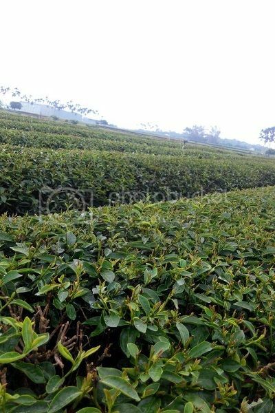 早安,發現中台灣小鄉鎮魅力