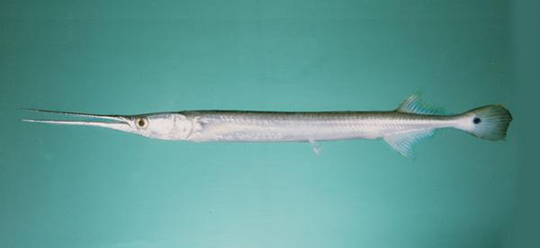 小琉球美食懶人包-小蚵蚪起司餅+大福羊肉魚酥炸羊排+黑糖賓士包+六角六冬瓜綠豆珍珠