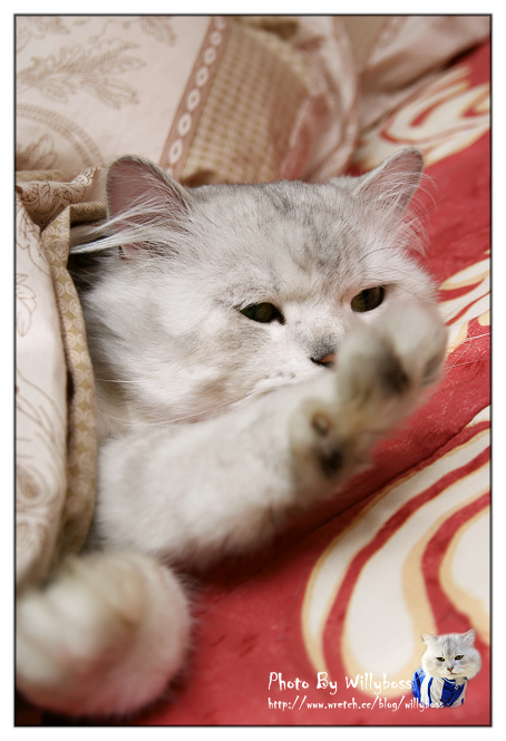 二訪維多利亞茶餐廳(台北萬華)