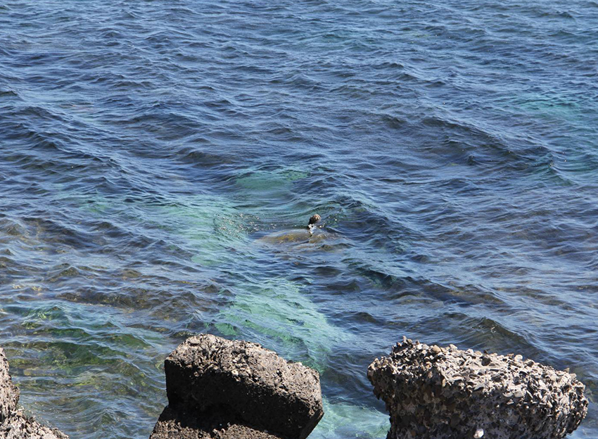 小琉球浮潛聖地「花瓶岩」吃古早味爆漿黑糖包看海龜 - 婗媽。甜栗子的品味生活/美妝保養