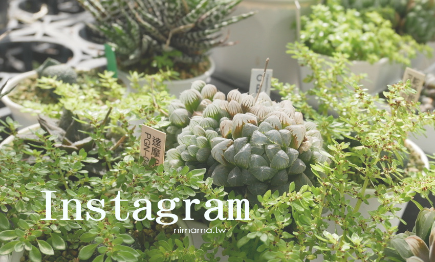 小琉球浮潛聖地「花瓶岩」吃古早味爆漿黑糖包看海龜 - 婗媽。甜栗子的品味生活/美妝保養