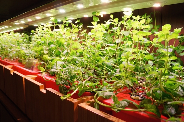 〈窩客島體驗文〉捷運忠孝敦化周邊－「果然匯」精緻蔬食饗宴！