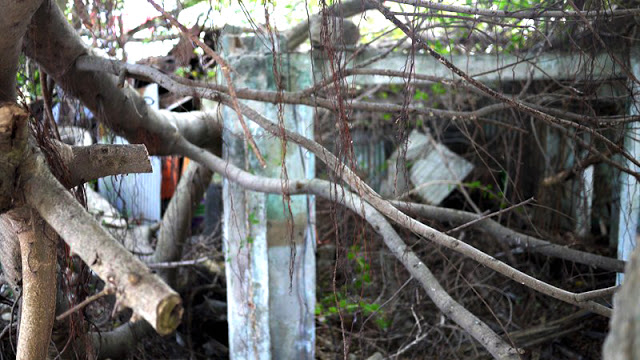 【金門旅遊景點】小徑樹屋與蛋狗