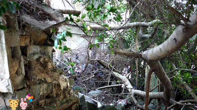 【金門旅遊景點】小徑樹屋與蛋狗