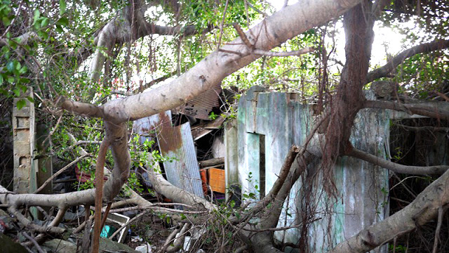 【金門旅遊景點】小徑樹屋與蛋狗