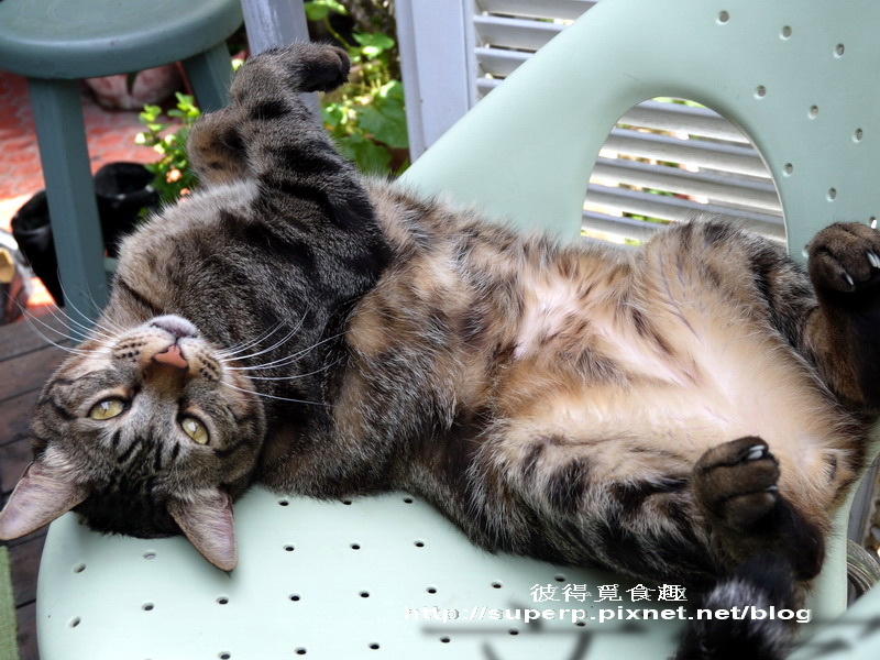 [餐廳食記]三訪屋頂上的貓私廚之愜意午餐趴