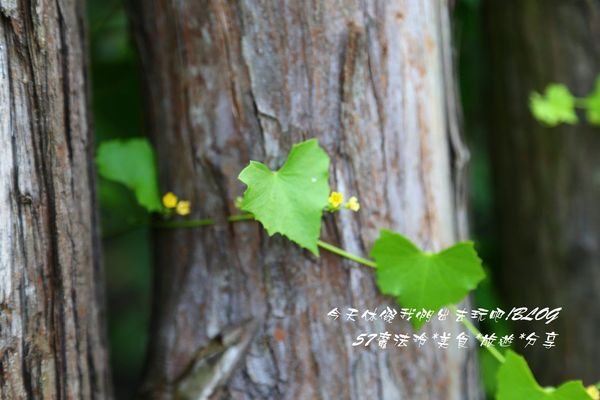 竹崎火車站:嘉義~竹崎火車站