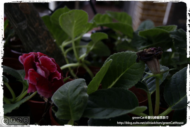 Eat Eat Bistro・小巧可愛的義式餐館