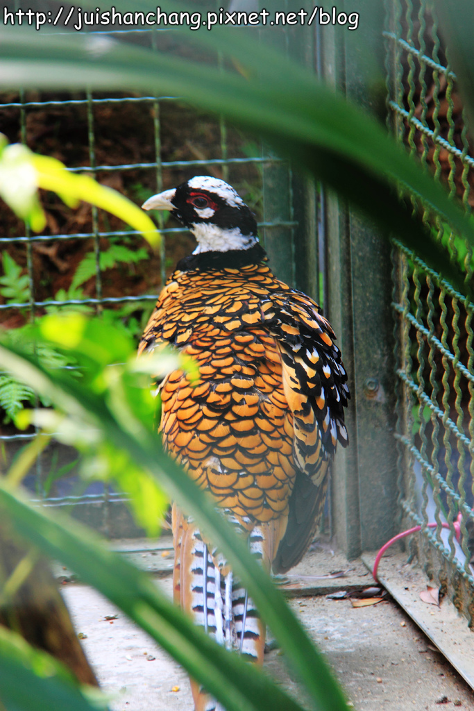 《遊記║新竹新埔》森林鳥花園~戶外親子花園賞鳥趣