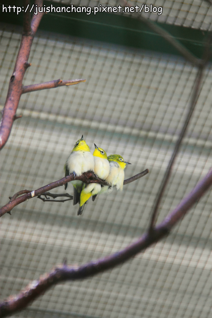《遊記║新竹新埔》森林鳥花園~戶外親子花園賞鳥趣