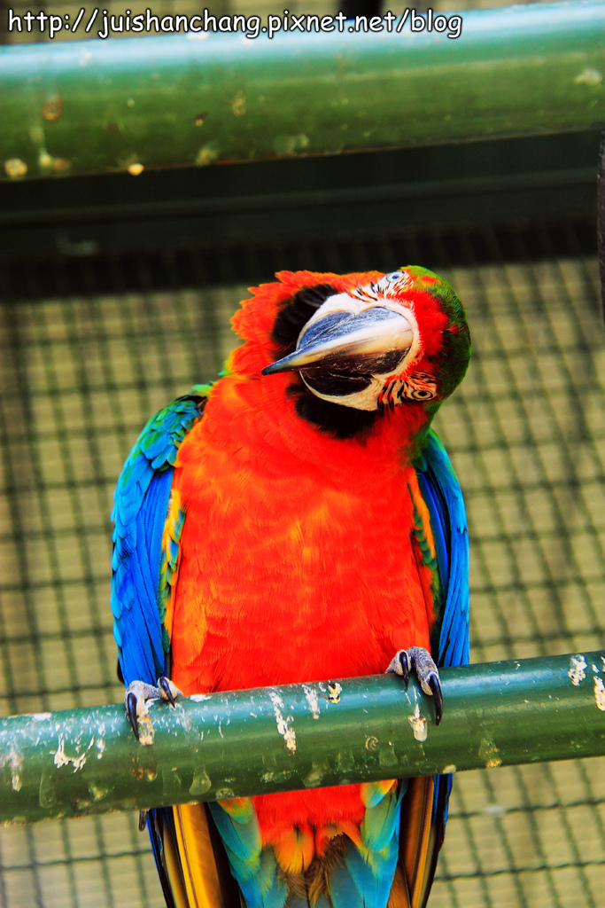 《遊記║新竹新埔》森林鳥花園~戶外親子花園賞鳥趣