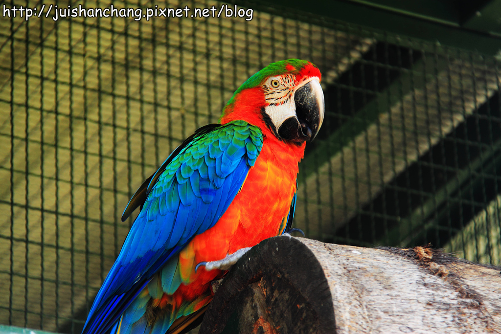 《遊記║新竹新埔》森林鳥花園~戶外親子花園賞鳥趣