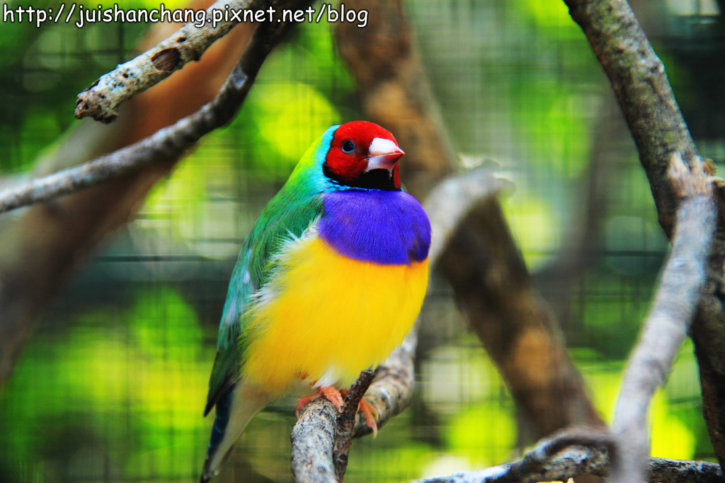 《遊記║新竹新埔》森林鳥花園~戶外親子花園賞鳥趣