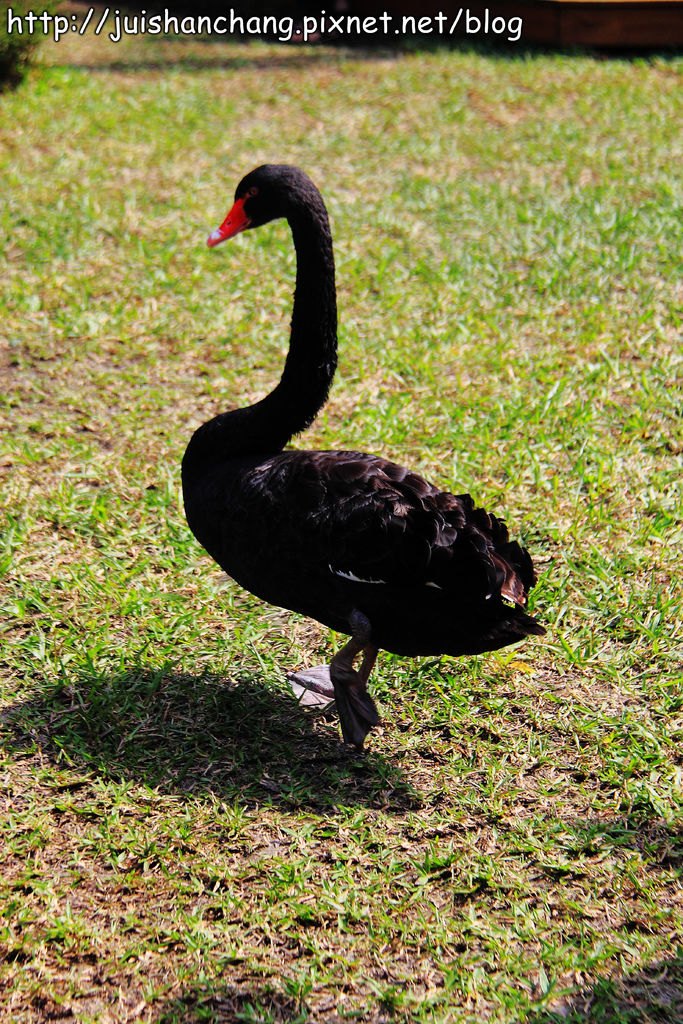 《遊記║新竹新埔》森林鳥花園~戶外親子花園賞鳥趣