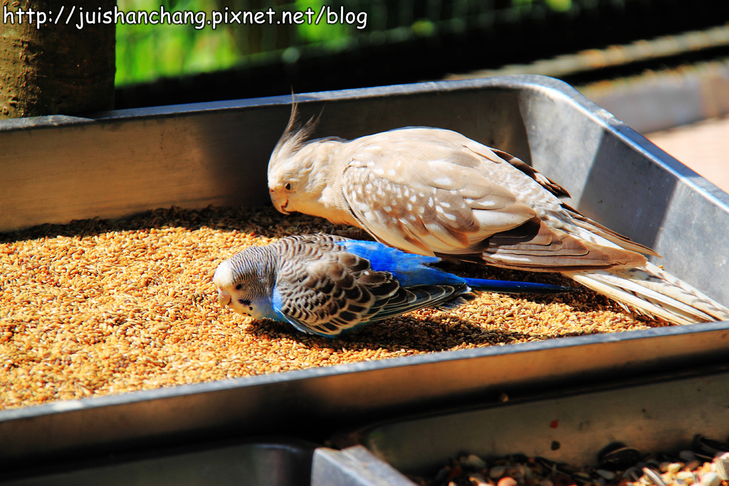 《遊記║新竹新埔》森林鳥花園~戶外親子花園賞鳥趣