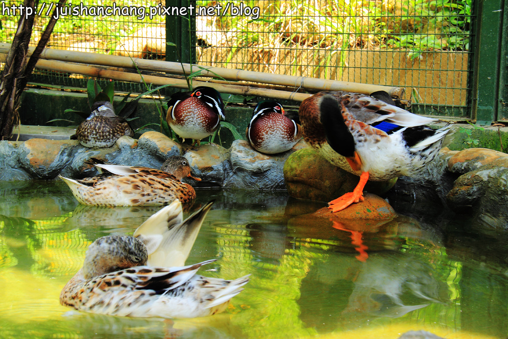 《遊記║新竹新埔》森林鳥花園~戶外親子花園賞鳥趣