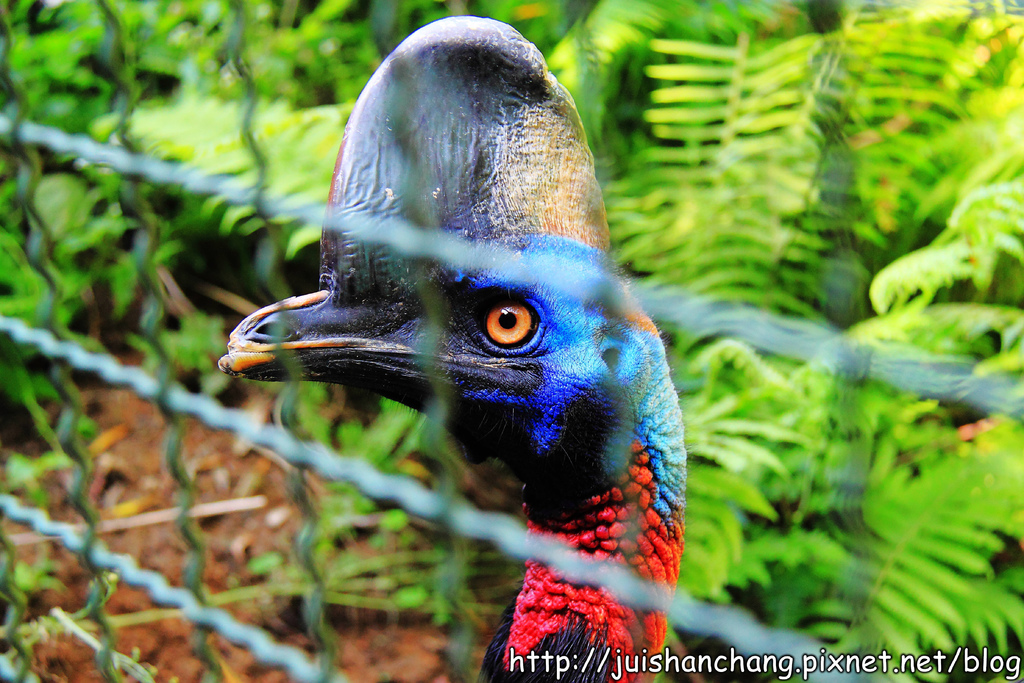 《遊記║新竹新埔》森林鳥花園~戶外親子花園賞鳥趣