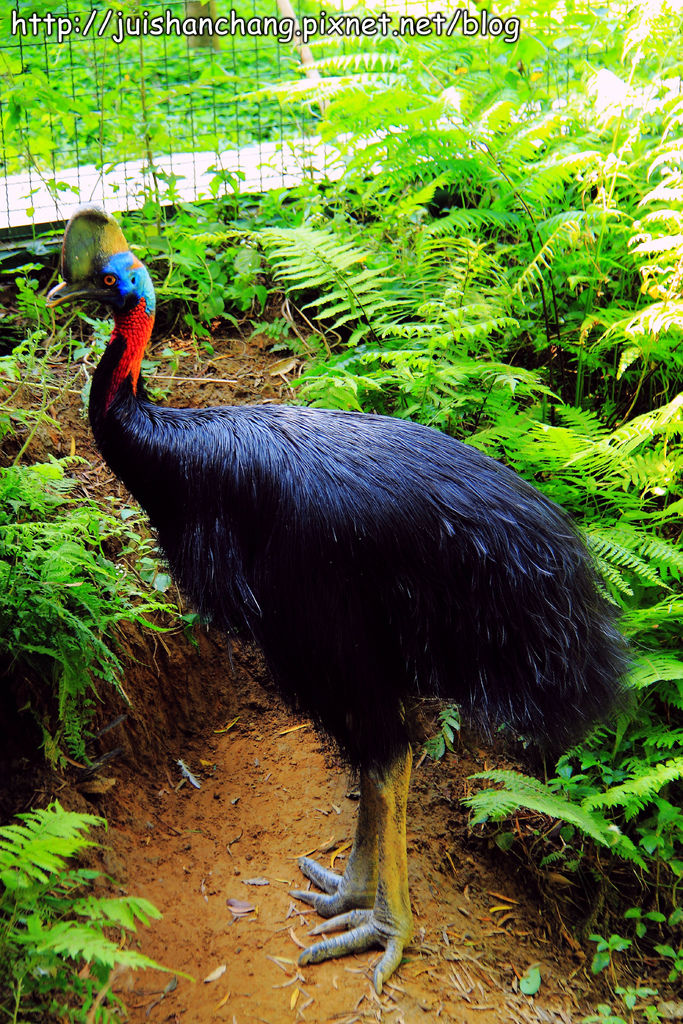 《遊記║新竹新埔》森林鳥花園~戶外親子花園賞鳥趣