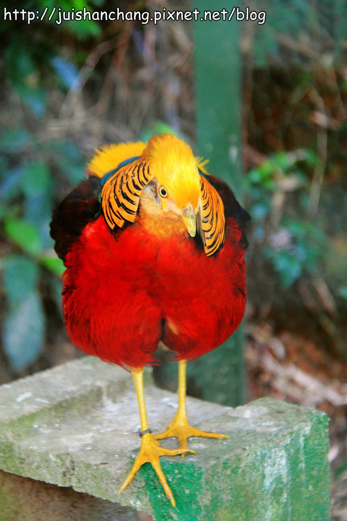 《遊記║新竹新埔》森林鳥花園~戶外親子花園賞鳥趣