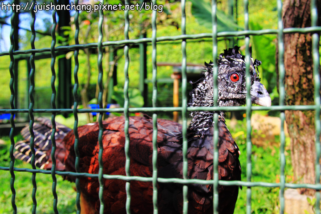 《遊記║新竹新埔》森林鳥花園~戶外親子花園賞鳥趣
