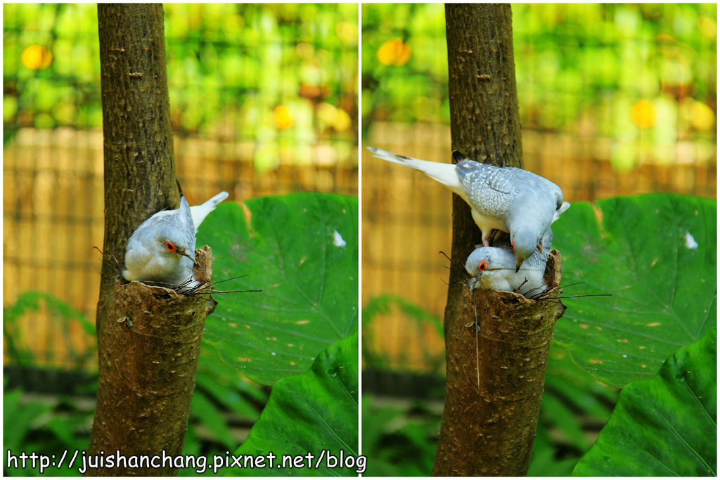 《遊記║新竹新埔》森林鳥花園~戶外親子花園賞鳥趣